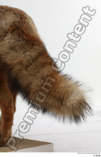 Red fox tail 0003.jpg